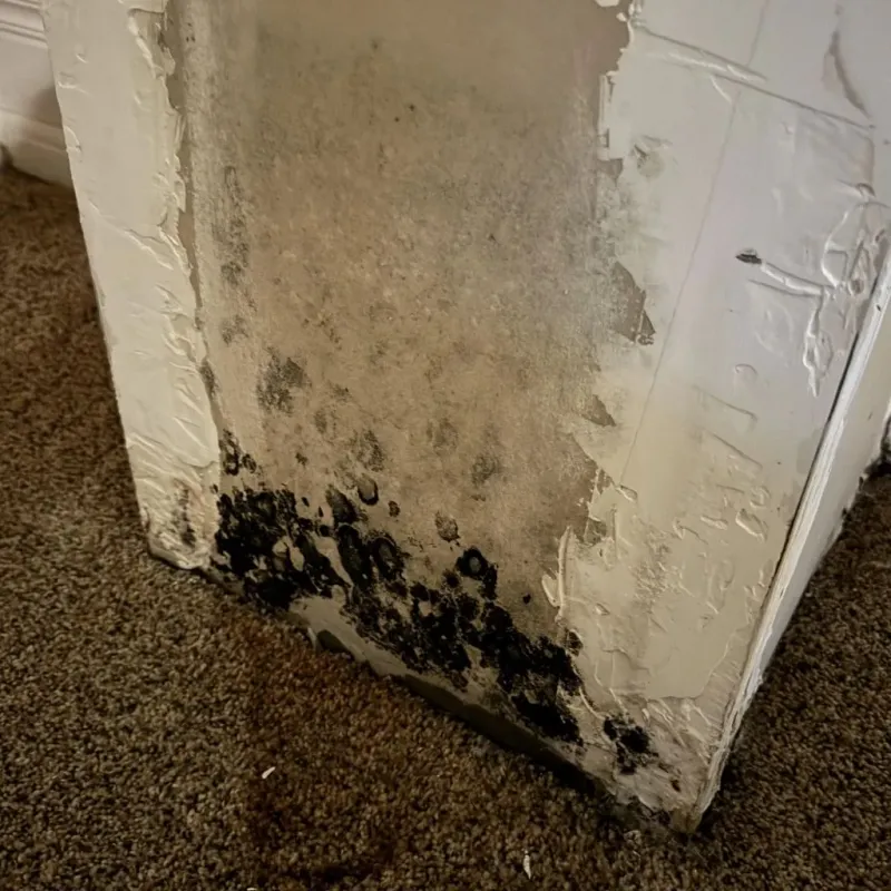 Professional Mold Removal in Clute, TX
